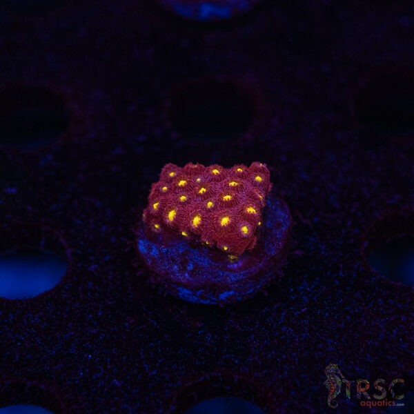 Bling Bling Cyphastrea B07