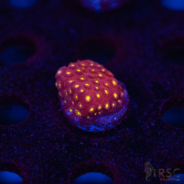 Bling Bling Cyphastrea B08