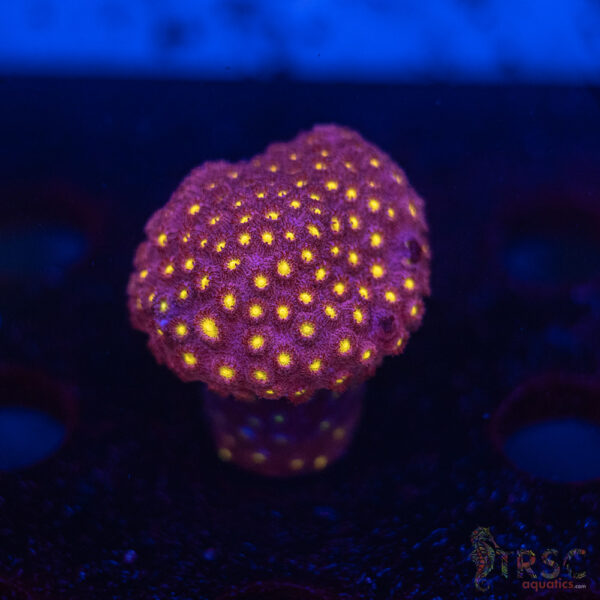 Bling Bling Cyphastrea B09
