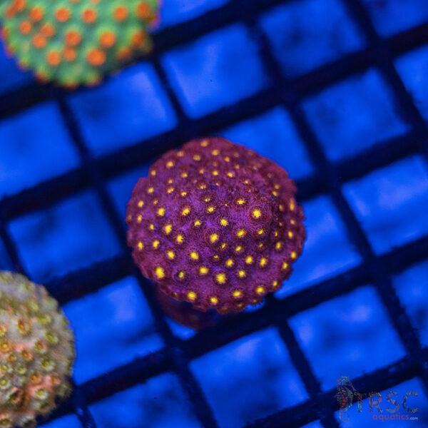 Bling Bling Cyphastrea B10