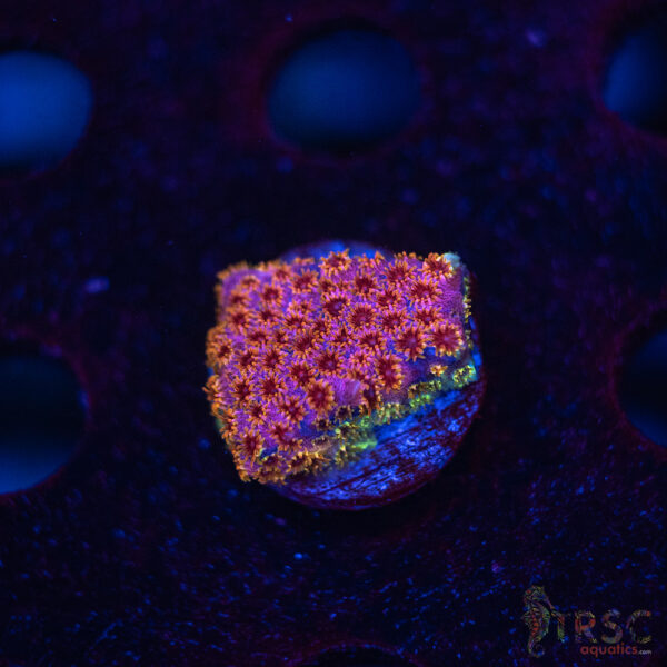 Skittles Bomb Cyphastrea C01