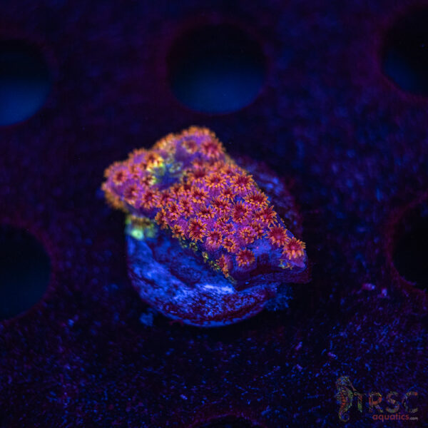 Skittles Bomb Cyphastrea C02