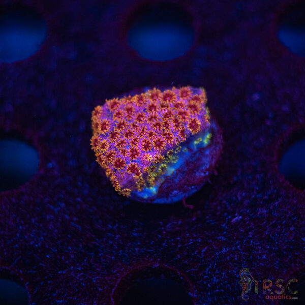 Skittles Bomb Cyphastrea C03