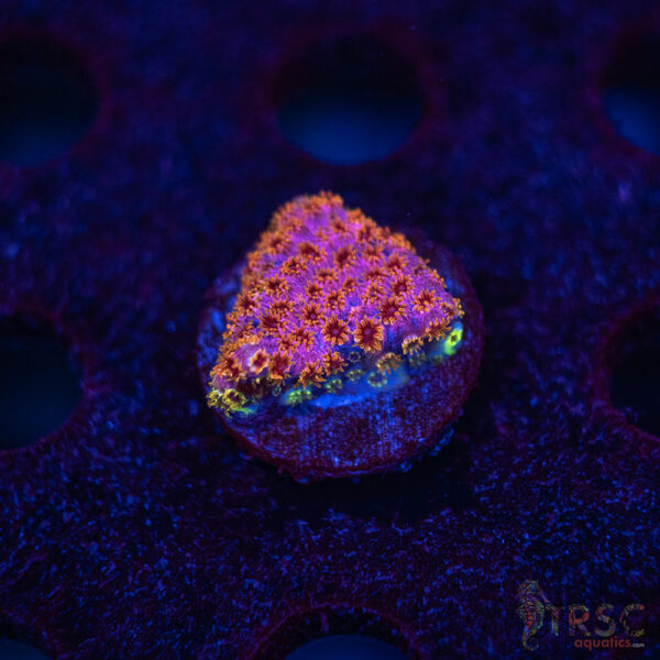 Skittles Bomb Cyphastrea C04