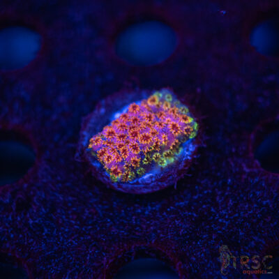 Skittles Bomb Cyphastrea C05