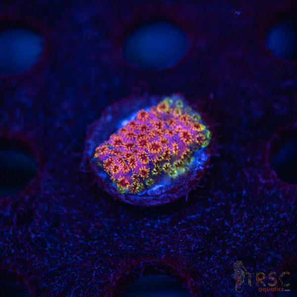 Skittles Bomb Cyphastrea C05