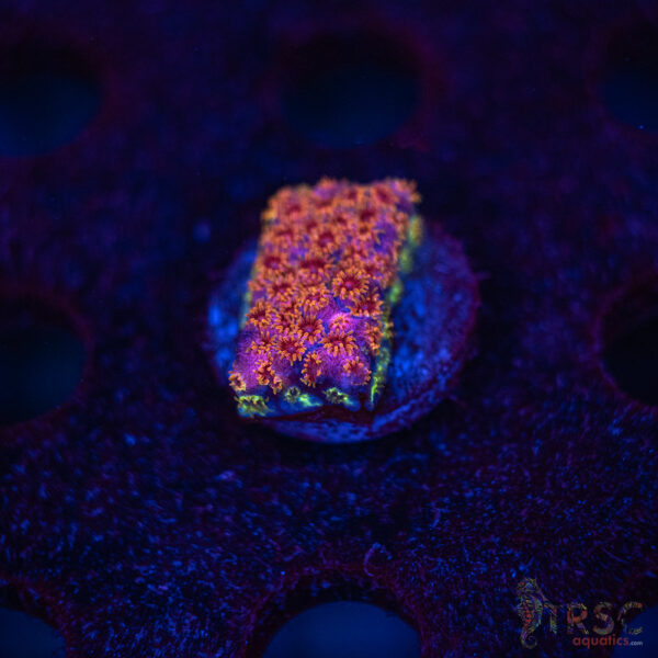 Skittles Bomb Cyphastrea C06