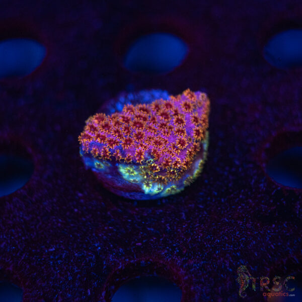 Skittles Bomb Cyphastrea C07