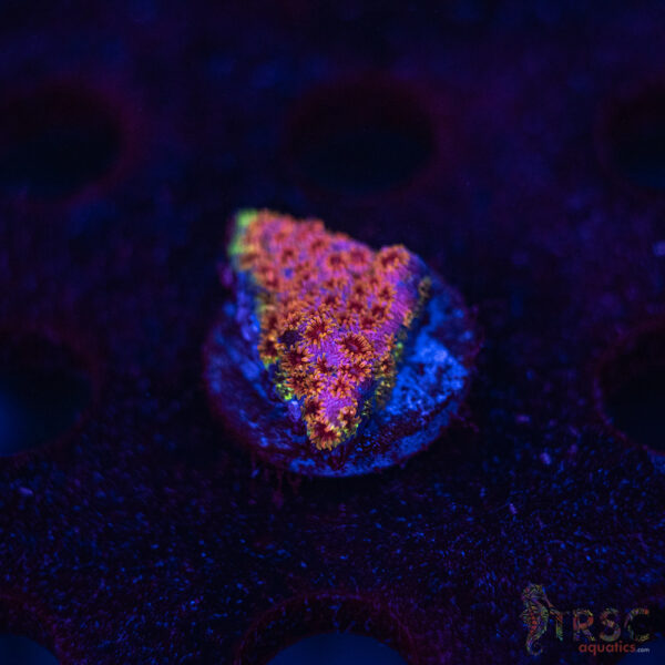 Skittles Bomb Cyphastrea C08
