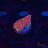 Skittles Bomb Cyphastrea C09 1 TRSC 10052025 BREAD C09