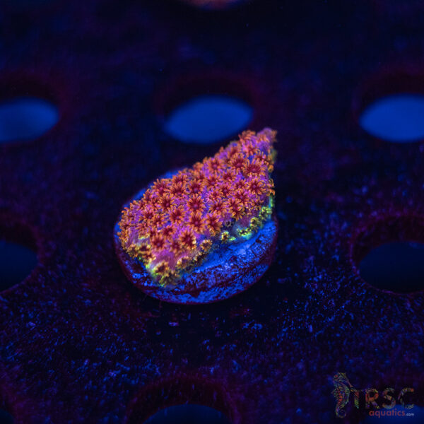 Skittles Bomb Cyphastrea C09