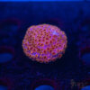 Skittles Bomb Cyphastrea C10