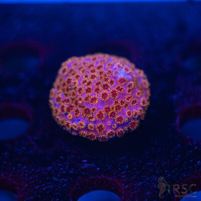 Skittles Bomb Cyphastrea C10