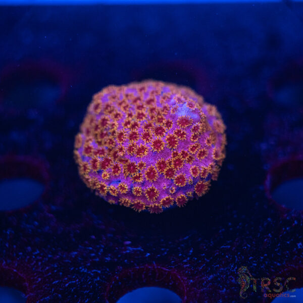 Skittles Bomb Cyphastrea C10