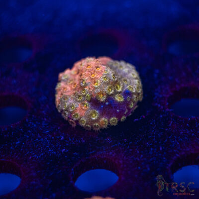 Grafted Cyphastrea D10