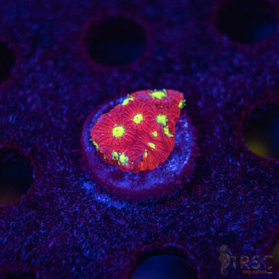 LIVE CORALS FOR SALE LPS, SPS, SOFTIES & DRY GOODS 18 War and Peace Favia E03