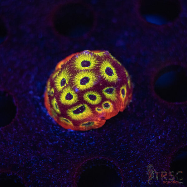 Spicy Lemon Favia F02