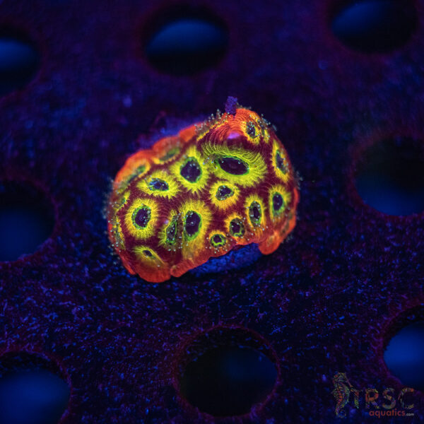 Spicy Lemon Favia F03