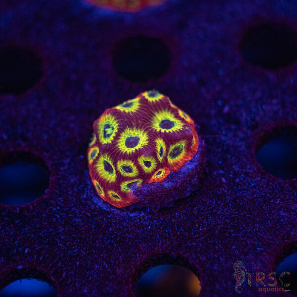 Spicy Lemon Favia F04