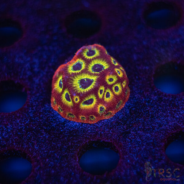 Spicy Lemon Favia F05