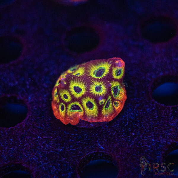 Spicy Lemon Favia F06