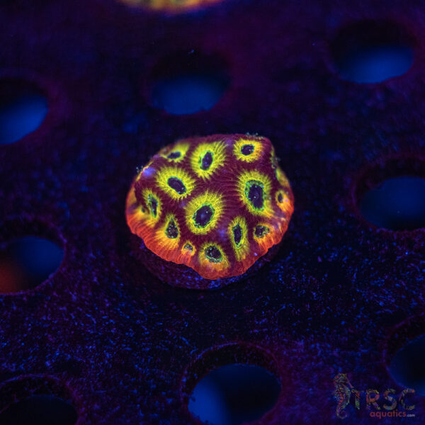 Spicy Lemon Favia F07