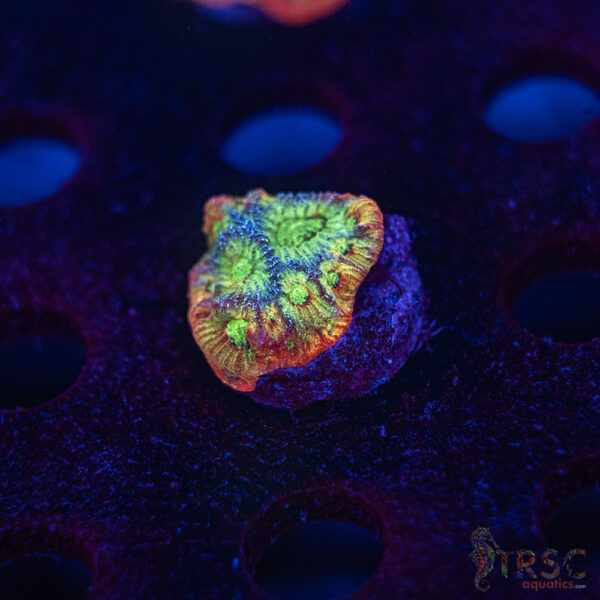 Favia of the Gods F09