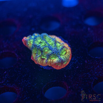 Fascination Favia F10