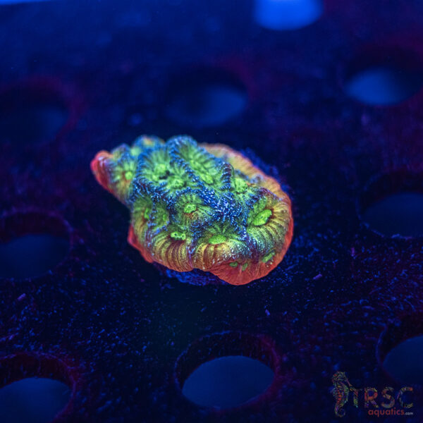 Fascination Favia F10