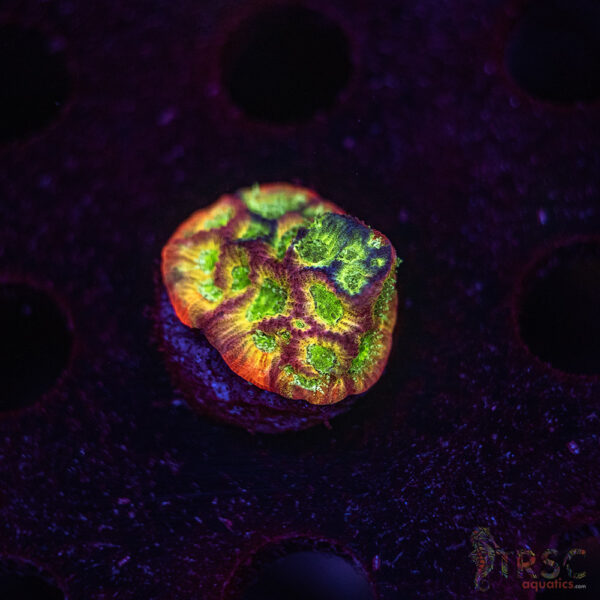 Fascination Favia G01