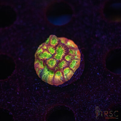 Fascination Favia G02