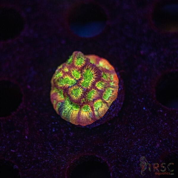 Fascination Favia G02