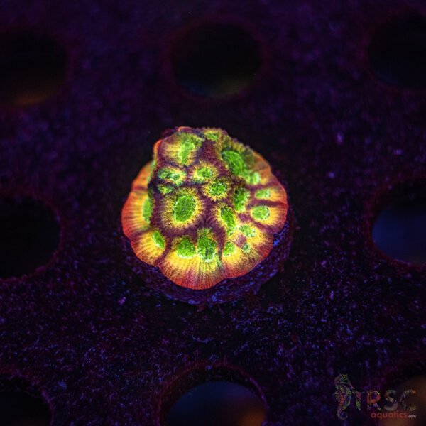 Fascination Favia G03