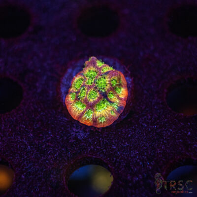 Fascination Favia G04