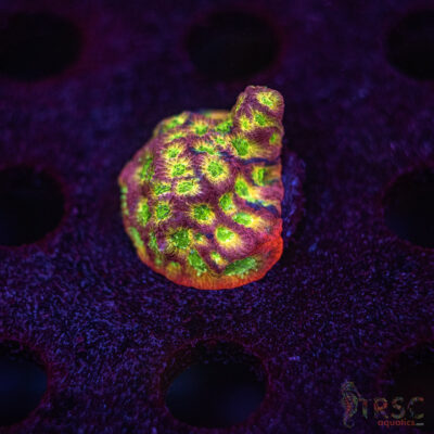 Fascination Favia G05