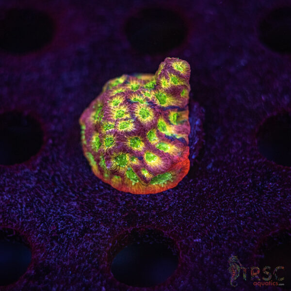Fascination Favia G05