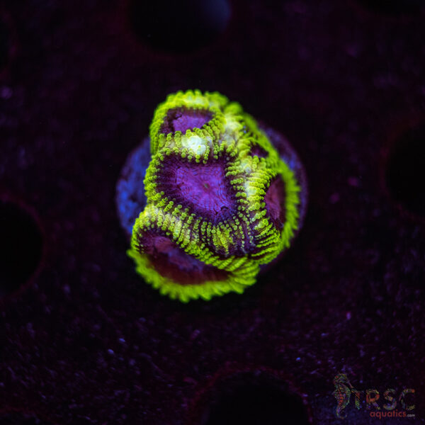 Space Monkey Favia I01