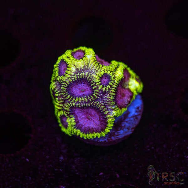 Space Monkey Favia I02
