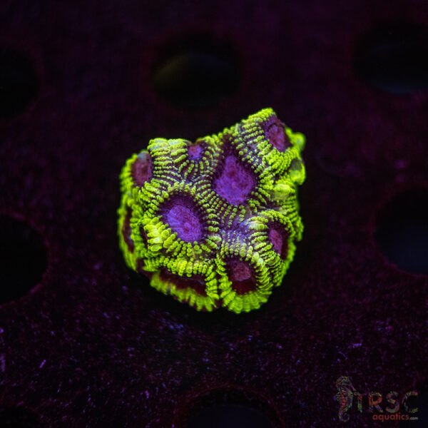 Space Monkey Favia I03
