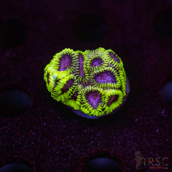 Space Monkey Favia I04