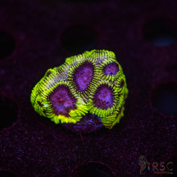 Space Monkey Favia I05