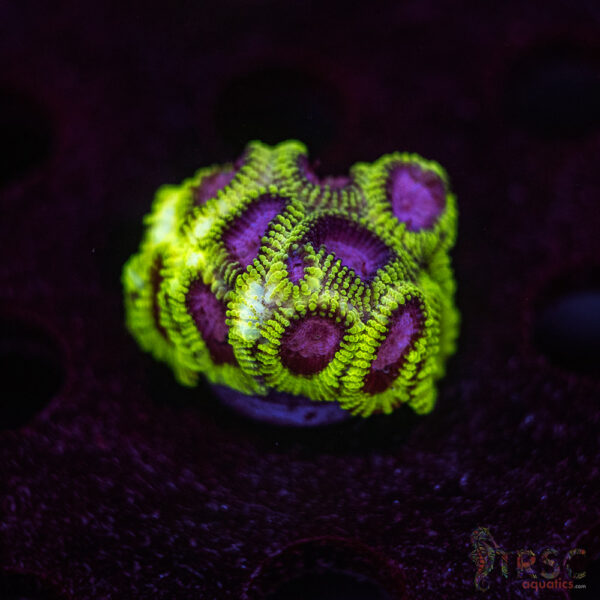 Space Monkey Favia I06