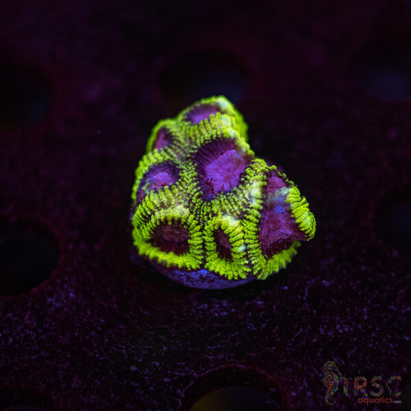 Space Monkey Favia I07