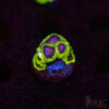 Space Monkey Favia I08