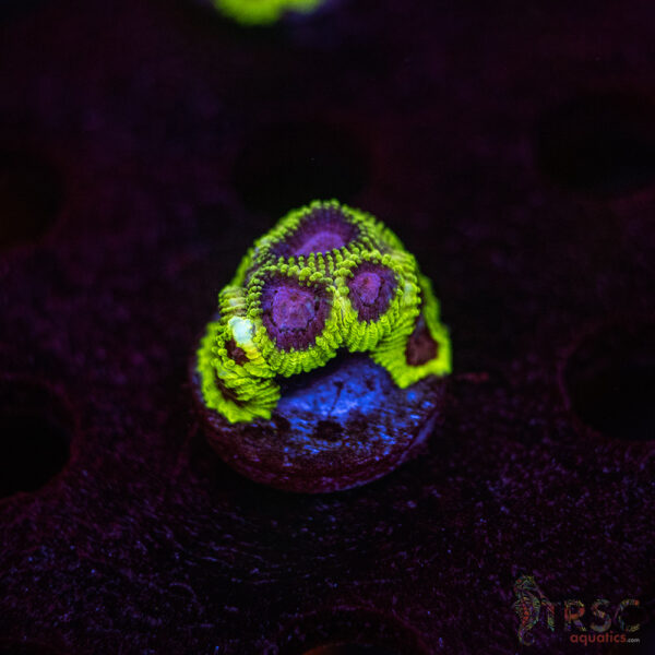 Space Monkey Favia I08