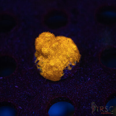 LIVE CORALS FOR SALE LPS, SPS, SOFTIES & DRY GOODS 31 Watermelon Psammacora J04