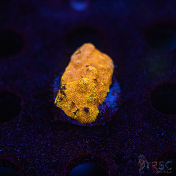 Watermelon Psammacora J05