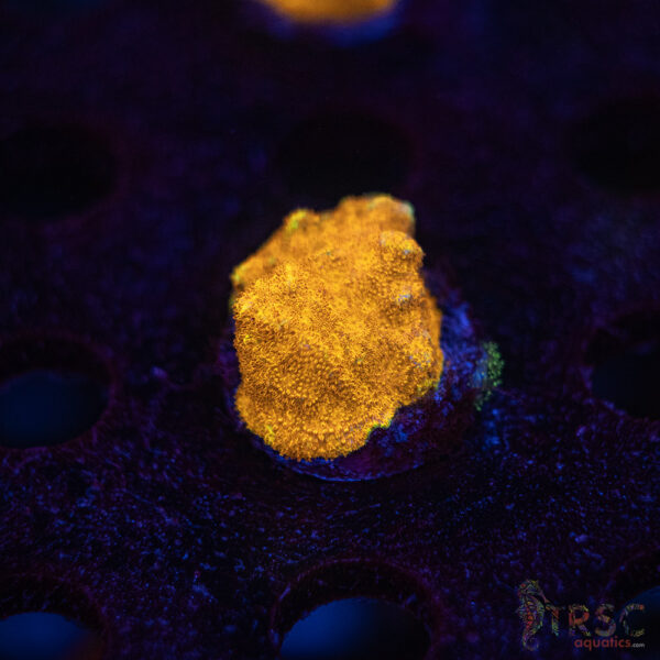 Watermelon Psammacora J08