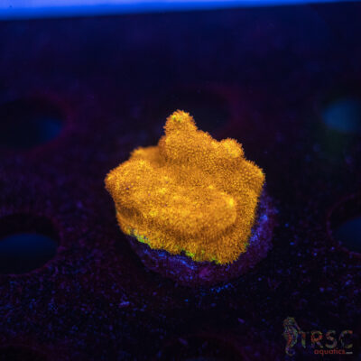 LIVE CORALS FOR SALE LPS, SPS, SOFTIES & DRY GOODS 26 Watermelon Psammacora J10