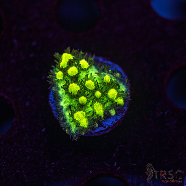 JF Limelight Hydnophora K01